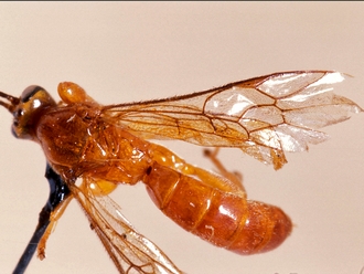 Exochus upembaensis 360c