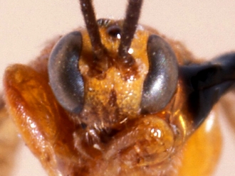 Exochus upembaensis 360d