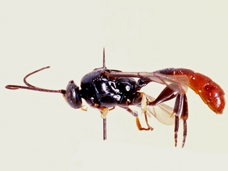Hemimetopius angulitarsis 354a