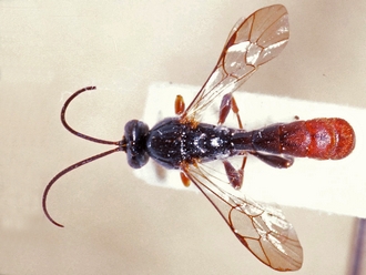 Hemimetopius angulitarsis 354b