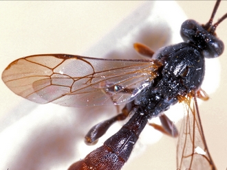 Hemimetopius angulitarsis 354c