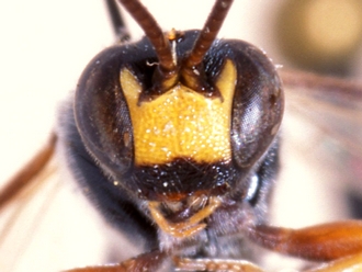 Hemimetopius angulitarsis 354d