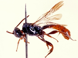 Hemimetopius kayoveanus 355a