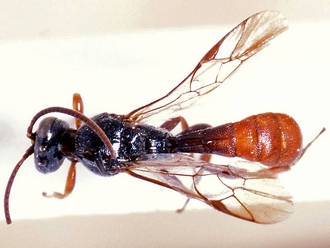Hemimetopius kayoveanus 355b