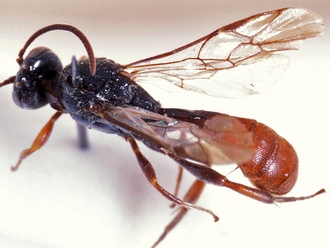 Hemimetopius kayoveanus 355c