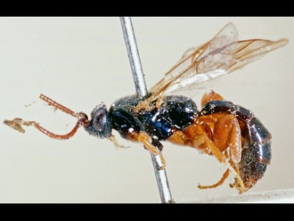Hypsicera femoralis 248a
