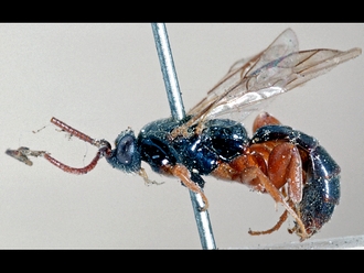 Hypsicera femoralis=mufipes  248a
