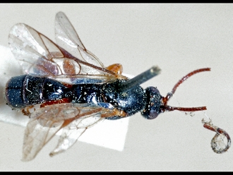 Hypsicera femoralis=mufipes  248b