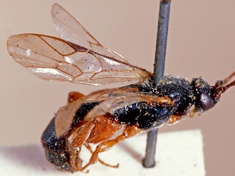 Hypsicera femoralis=mufipes  248c