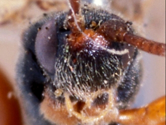 Hypsicera femoralis=mufipes  248d