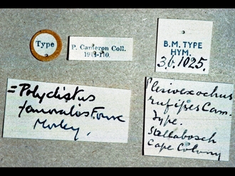 Hypsicera femoralis=mufipes  248e