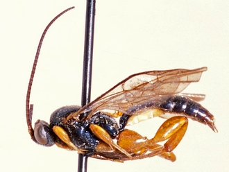Hypsicera lobata 362a