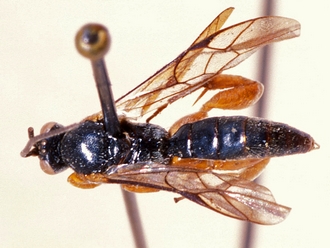 Hypsicera lobata 362b