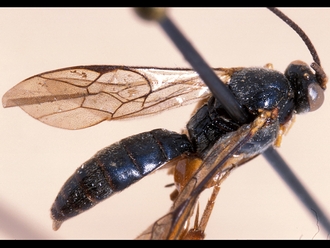 Hypsicera lobata 362c