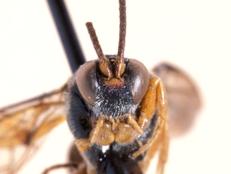 Hypsicera lobata 362d
