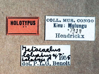 Hypsicera lobata 362e