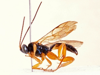 Hypsicera major 363a