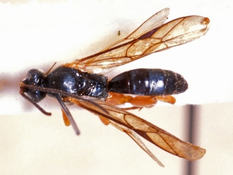 Hypsicera major 363b