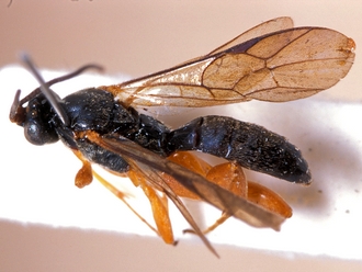 Hypsicera major 363c