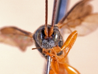 Hypsicera major 363d