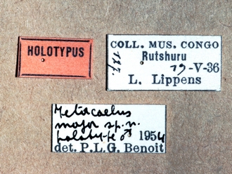 Hypsicera major 363e