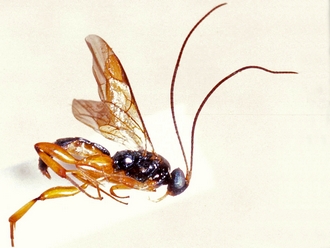 Hypsicera obsoleta 364a