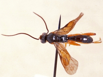 Hypsicera obsoleta 364b