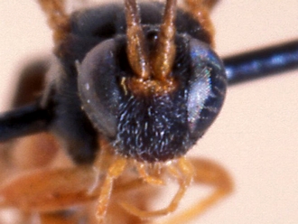 Hypsicera obsoleta 364d