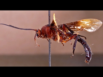 Metopius butor 148a