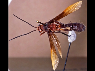 Metopius butor 148b