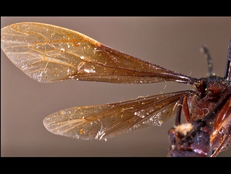 Metopius butor 148c