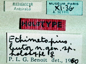 Metopius butor 148e