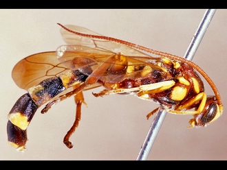 Metopius clathratus 249a