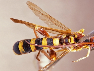 Metopius clathratus 249b