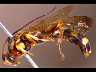 Metopius clathratus 249c