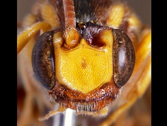 Metopius clathratus 249d
