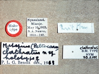 Metopius clathratus 249e