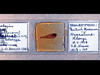 Metopius clathratus 249f