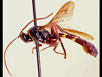 Metopius nigripalpis 349a