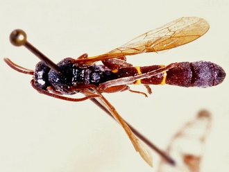 Metopius nigripalpis 349b