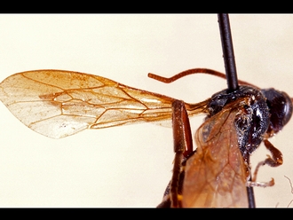 Metopius nigripalpis 349c