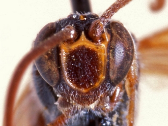 Metopius nigripalpis 349d