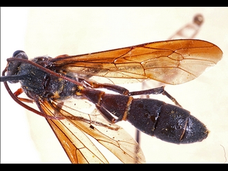 Metopius nodiformis 361c