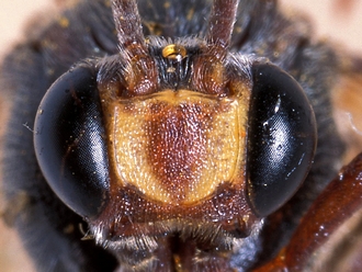 Metopius nodiformis 361d