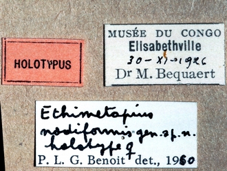 Metopius nodiformis 361e