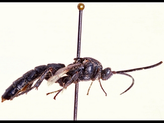 Metopius polyptichi 351a