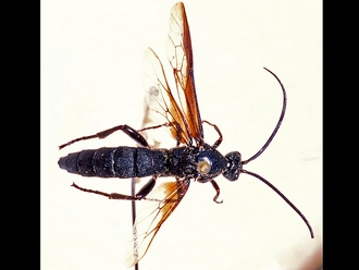 Metopius polyptichi 351b