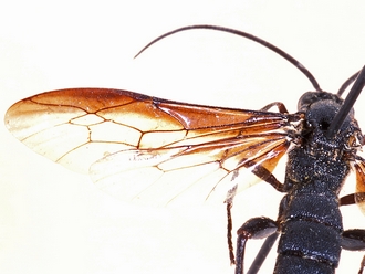 Metopius polyptichi 351c