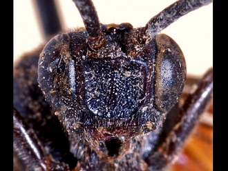 Metopius polyptichi 351d