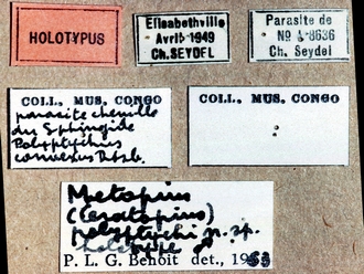Metopius polyptichi 351e